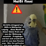 Verlorener blauer Wellensittich finni mit gelben Kopf