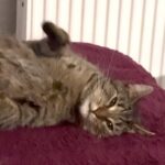 Katze vermisst