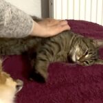 Katze vermisst