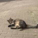 Katze vermisst